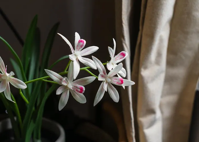 Apartament Elegant 5 Bedroom At Ghent's Core *